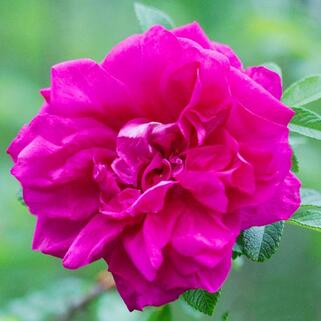 Роза парково-кустовая Ханса (Hansa)