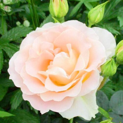 Роза шраб Рококо (Rokoko)