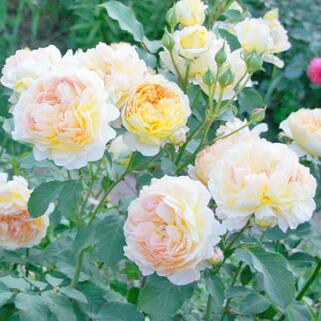 Роза английская кустовая Молинью (Molineux)