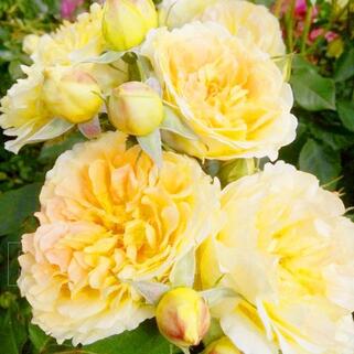 Роза английская кустовая Молинью (Molineux)