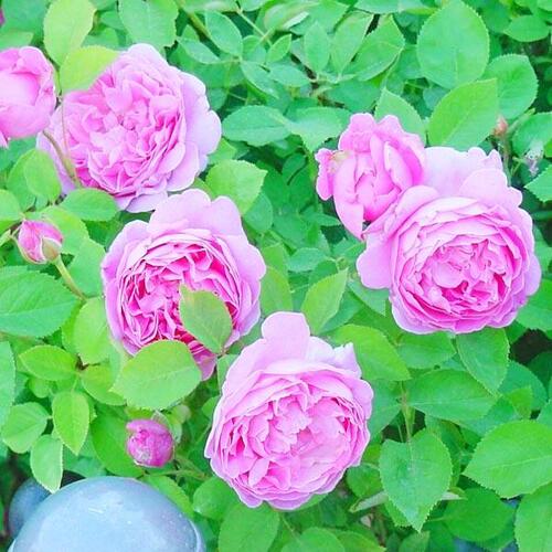 Роза английская кустовая Мэри Роуз (Mary Rose)