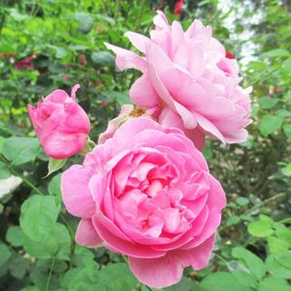 Роза английская кустовая Мэри Роуз (Mary Rose)
