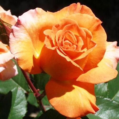 Роза чайно-гибридная Doris Tysterman