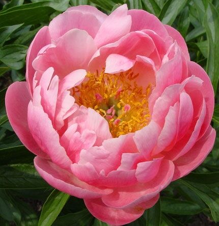 Пион Корал Фото И Описание Отзывы