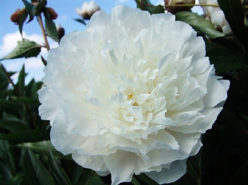 Пион травянистый White Sarah Bernhard (Вайт Сара Бернар)