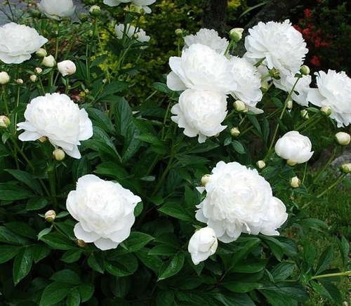 Пион травянистый White Sarah Bernhard (Вайт Сара Бернар)