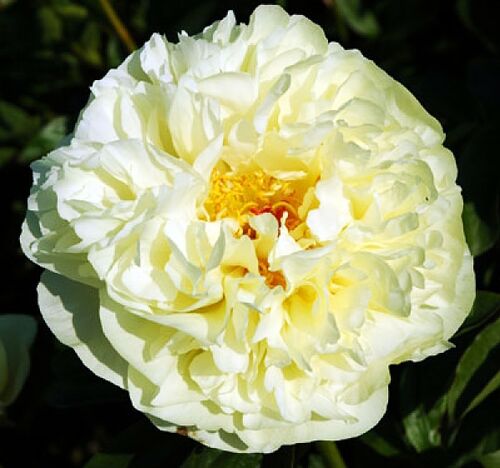 Пион травянистый Lemon Chiffon (Лемон Шифон)