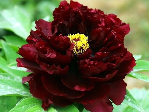 Пион травянистый Black Beauty (Блэк Бьюти)