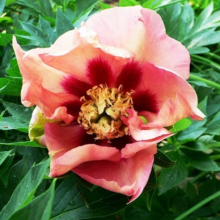 Пион Old Rose Dandy (Олд Роуз Денди)