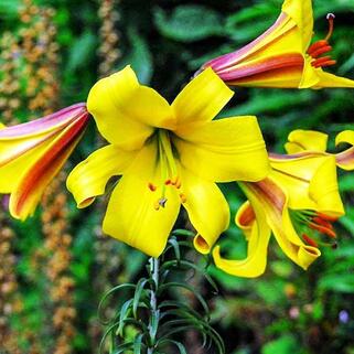 Лилия трубчатая Golden Splendor (Голден Сплендор)