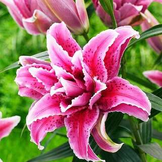 Лилия восточная Grand Amour (Гранд Амур)