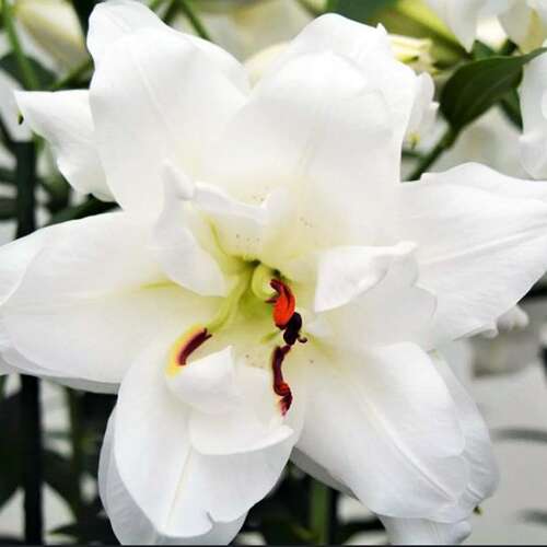Лилия восточная Lotus Pure (Лотус Пьюр)