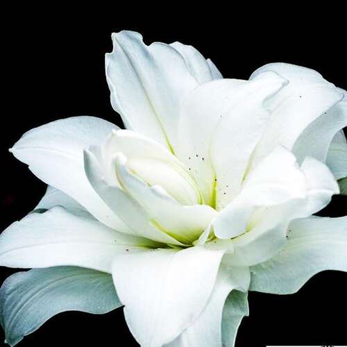 Лилия восточная Lotus Pure (Лотус Пьюр)