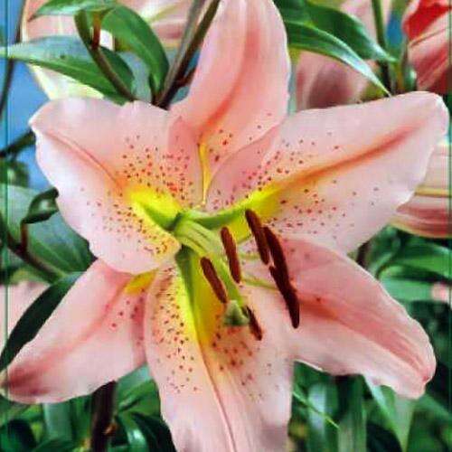 Лилия ОТ гибрид Sabaneta (Сабанета)