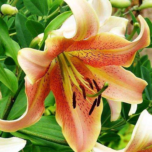 Лилия ОТ гибрид Sabaneta (Сабанета)