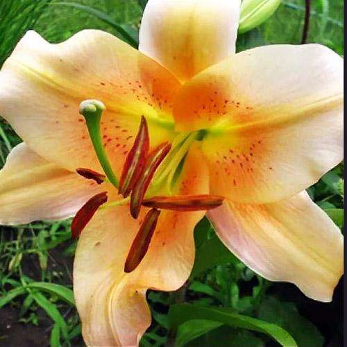 Лилия ОТ гибрид Sabaneta (Сабанета)