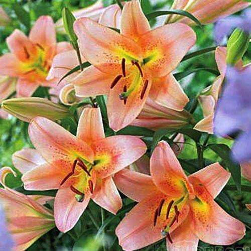 Лилия ОТ гибрид Sabaneta (Сабанета)