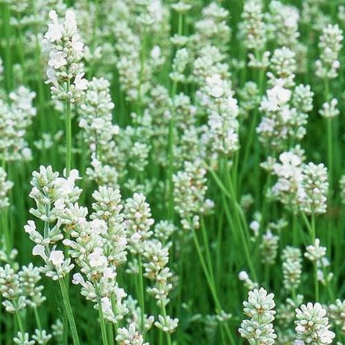 Лаванда узколистная Arctic Snow (Арктик Сноу)