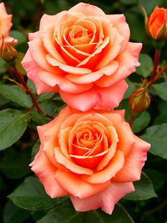 Роза чайно-гибридная Амбассадор (Ambassador)