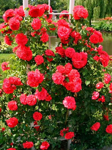 Роза шраб Ютерсен Розенкенигин (Uetersens Rosenkonigin)