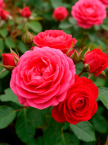 Роза шраб Ютерсен Розенкенигин (Uetersens Rosenkonigin)