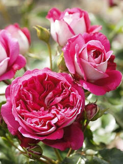 Роза чайно-гибридная Максим (Maxim)