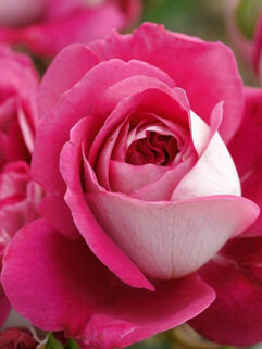 Роза чайно-гибридная Максим (Maxim)