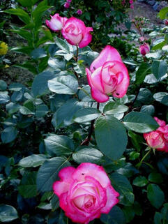 Роза чайно-гибридная Максим (Maxim)