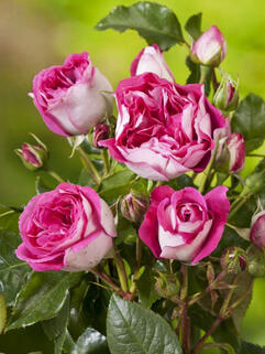 Роза чайно-гибридная Максим (Maxim)