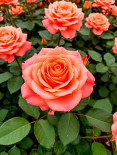 Роза чайно-гибридная Муви Стар (Movie Star)