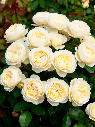 Роза английская кустовая Клэр Остин (Claire Austin)