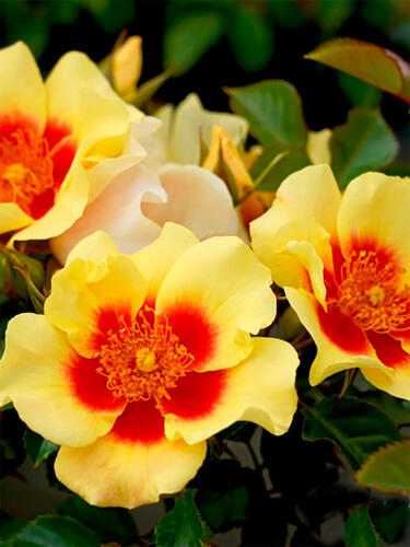 Роза флорибунда  Ай Оф Зе Тайгер  (Eye of the Tiger)