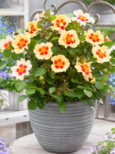 Роза флорибунда  Ай Оф Зе Тайгер  (Eye of the Tiger)