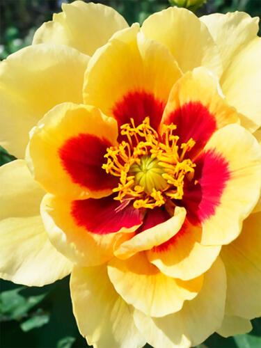 Роза флорибунда  Ай Оф Зе Тайгер  (Eye of the Tiger)