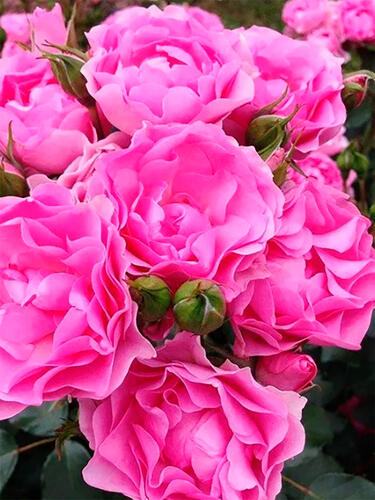 Роза флорибунда  Ай Эм Грейтфул (I Am Grateful)