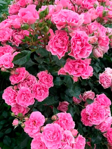 Роза флорибунда  Ай Эм Грейтфул (I Am Grateful)