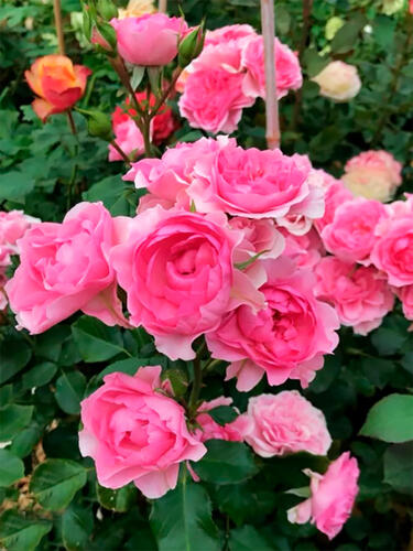 Роза флорибунда  Ай Эм Грейтфул (I Am Grateful)