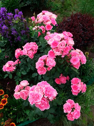 Роза флорибунда  Ай Эм Грейтфул (I Am Grateful)