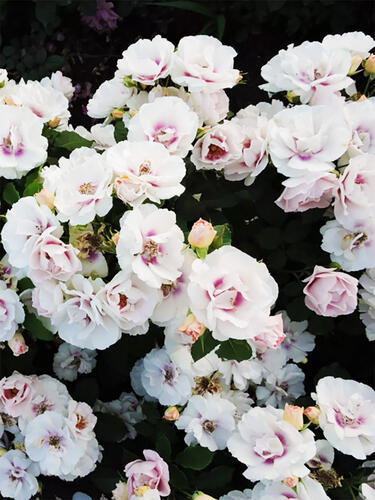 Роза флорибунда Айс Фо Ю (Eyes for You)