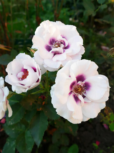 Роза флорибунда Айс Фо Ю (Eyes for You)