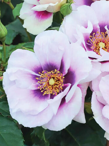 Роза флорибунда Айс Фо Ю (Eyes for You)