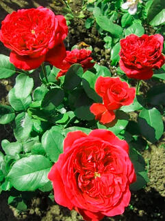 Роза чайно-гибридная Алан Сушон  (Alain Souchon)