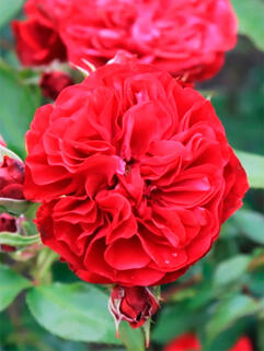 Роза чайно-гибридная Алан Сушон  (Alain Souchon)