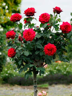 Роза чайно-гибридная Алан Сушон  (Alain Souchon)