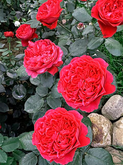 Роза чайно-гибридная Алан Сушон  (Alain Souchon)