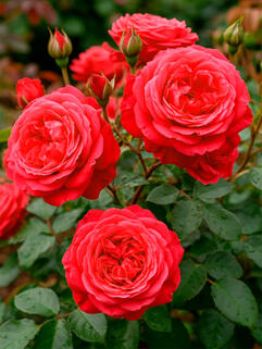 Роза чайно-гибридная Алан Сушон  (Alain Souchon)