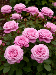 Роза чайно-гибридная Аленушка (Alenushka)