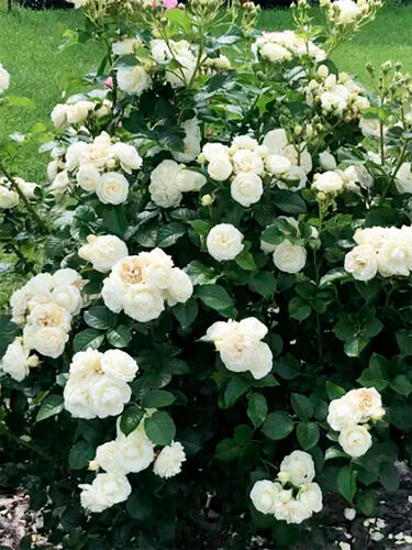 Роза флорибунда Артемис (Artemis)