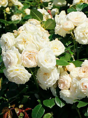 Роза флорибунда Артемис (Artemis)