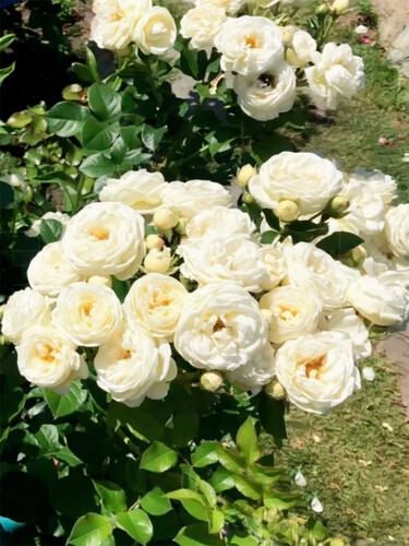 Роза флорибунда Артемис (Artemis)